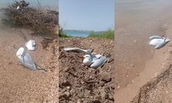 Fırat Nehri kıyısında onlarca martı ölü bulundu