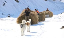 Hakkari'de 2 Bin 500 Rakımda Yaşam mücadelesi!