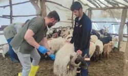 Derecik’te Başlayan Salgın Yüksekova’yı Harekete Geçirdi