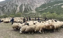 SAT-1 Şap Vakası: Kurallara Uymayana Ceza
