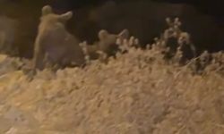 Çukurca'da Bozayı ve Yavruları Gıda Ararken Görüntülendi