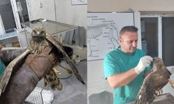 Yaralı Şahin Tedavi Edilerek Doğaya Salındı