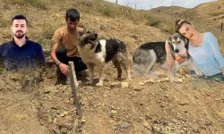 Yüksekova’da sahibinin mezarından ayrılmayan köpeği ünlü sanatçı sahiplendi