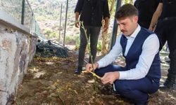 Kaymakam Cebeci fidan dikimine katıldı