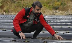 Çukurca’da devlet destekli kadınlara çilek bahçeleri kuruldu