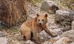 Çukurca'da ayı yavruları yerleşim yerinde görüntülendi