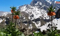 Ters Lale Koparmanın Cezası Belli Oldu