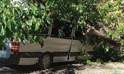 Çukurca’da ceviz ağacı aracın üzerine devrildi