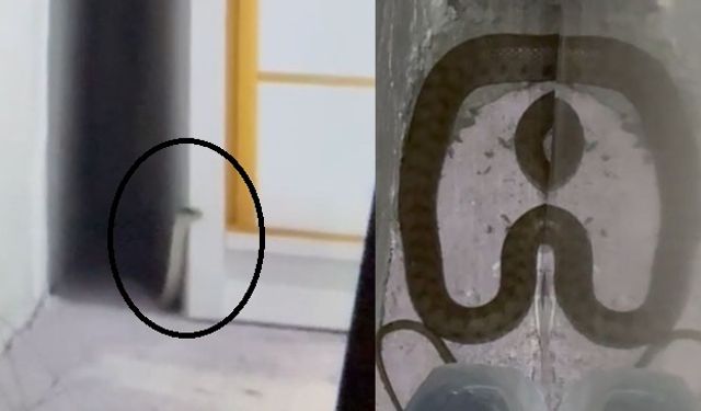 Çukurca’da Yatak Odasına Yılan Girdi