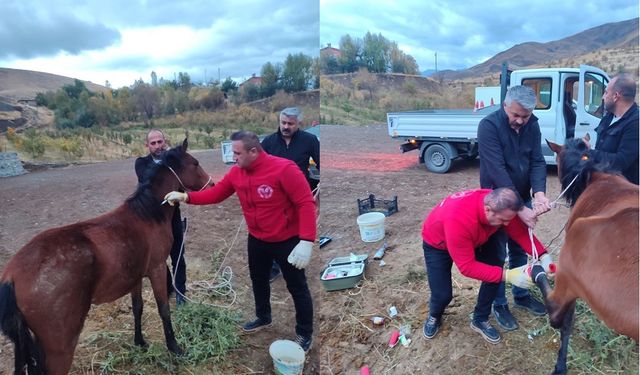 Hakkari’de Ayağı Kırık At Kurtarıldı