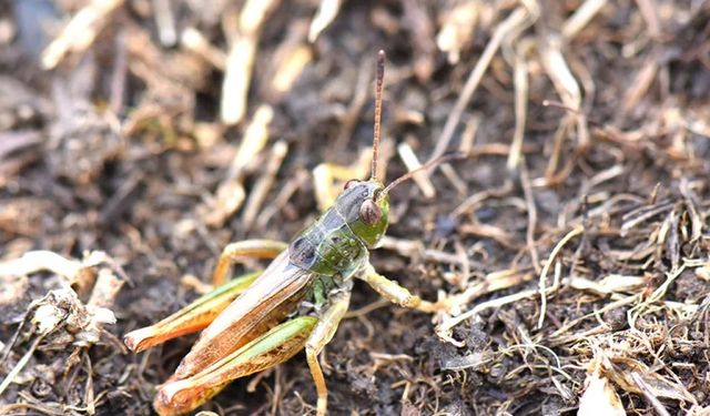Hakkari Üniversitesi’nden Doğaya Katkı