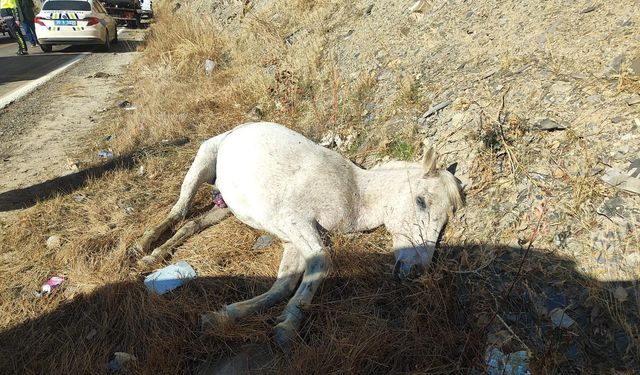 Hakkari’de Feci Kaza: Minibüs Yola Aniden Çıkan Ata Çarptı