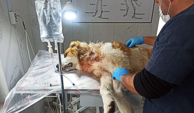 Hakkari’de Kurt Saldırısına Uğrayan Çoban Köpeği Yoğun Bakıma Alındı