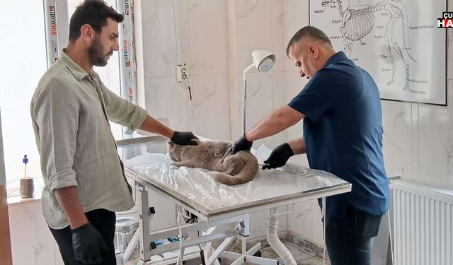 Hakkari’de Sahipsiz Kediler İçin Seferberlik