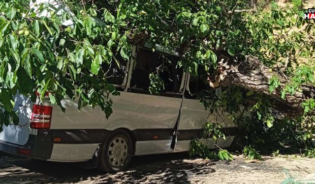 Çukurca’da ceviz ağacı aracın üzerine devrildi