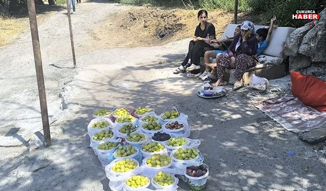 Çukurca Narlı köyünde incir bereketi: İlk ürünler satışta