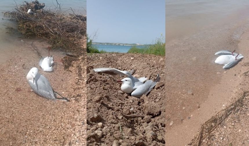 Fırat Nehri kıyısında onlarca martı ölü bulundu