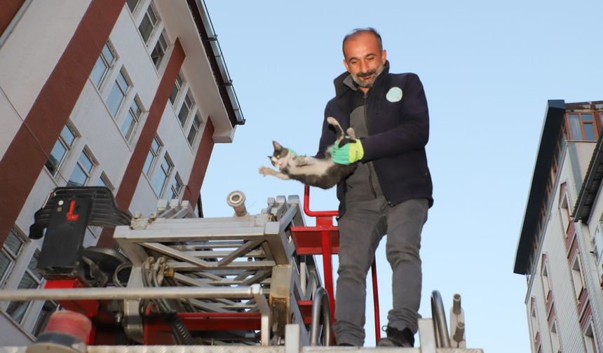 Hakkari’de yavru kedi kurtarma operasyonu