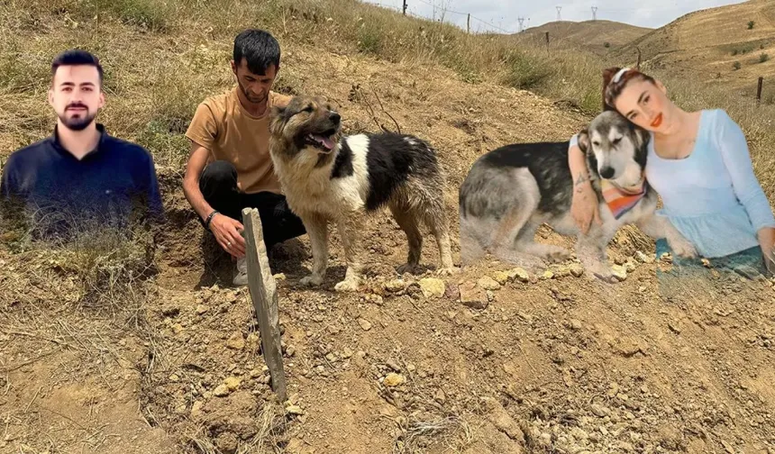 Yüksekova’da sahibinin mezarından ayrılmayan köpeği ünlü sanatçı sahiplendi