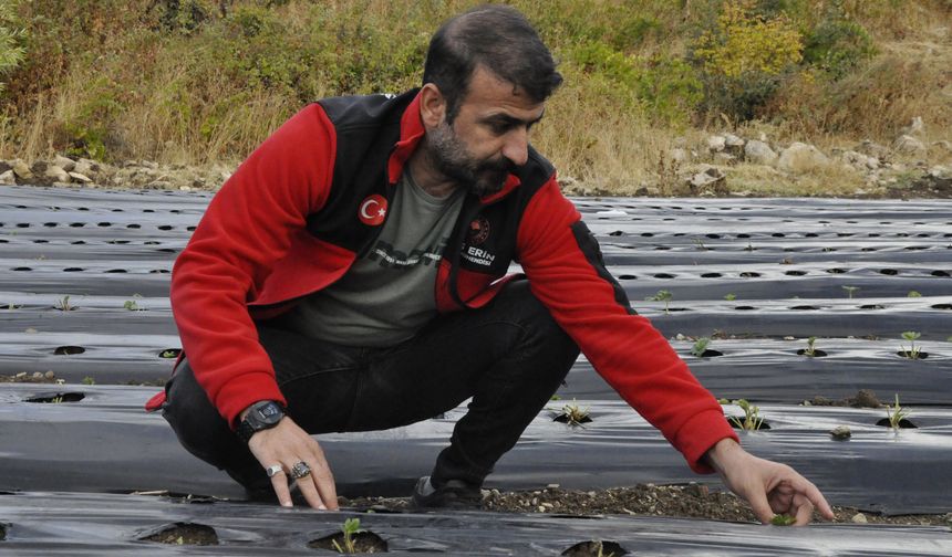 Çukurca’da devlet destekli kadınlara çilek bahçeleri kuruldu
