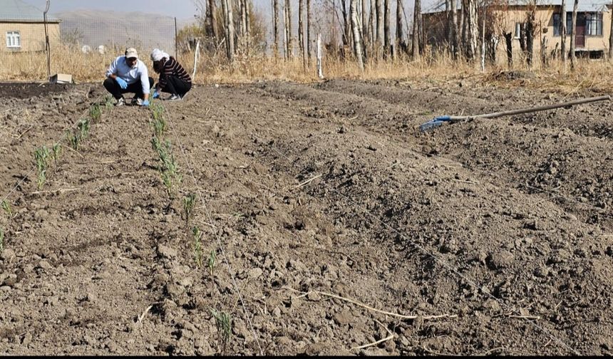 Yüksekova’da Lavanta Ekimiyle Tarıma Yeni Bir Desen Kazandırılıyor