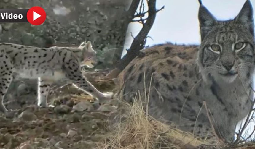 Çukurca'da Nesli Tehlike Altındaki Vaşak Görüntülendi