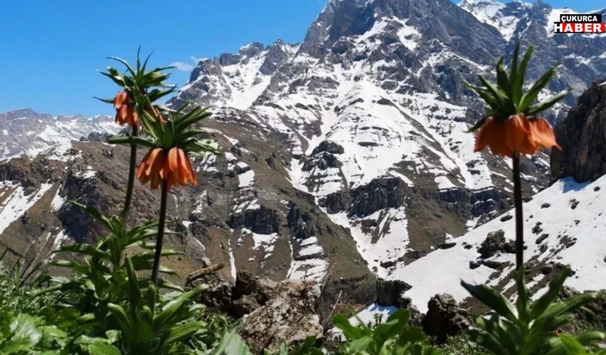 Ters Lale Koparmanın Cezası Belli Oldu